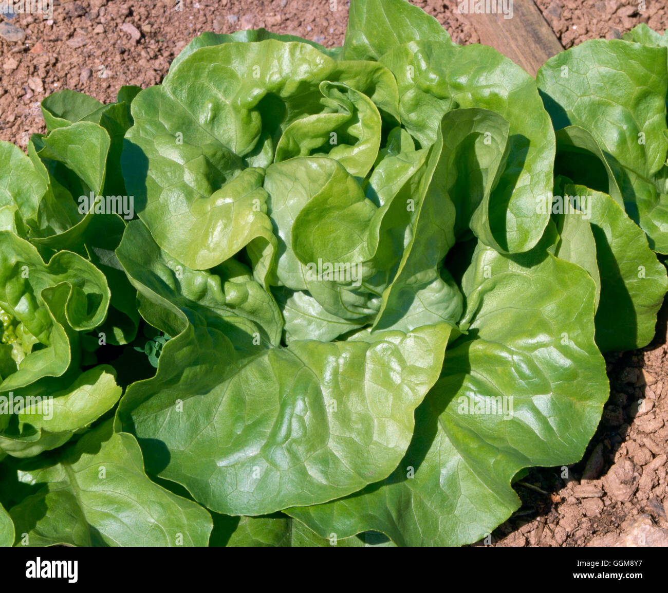 Lettuce - `Fortune' (Butterhead) (Summer)   VEG040752 Stock Photo